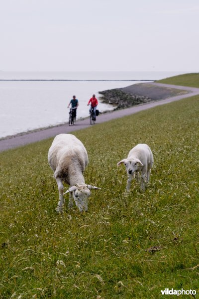 Schapen grazen op een dijk
