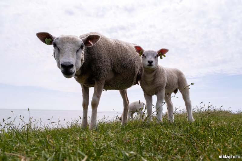 Schapen grazen op een dijk