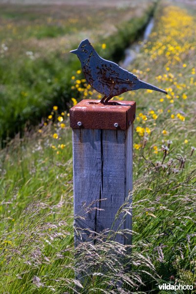 IJzeren veldleeuwerik op Terschelling