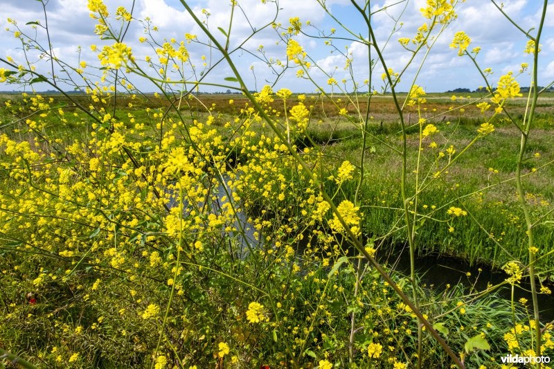 Bloemrijke berm in Polder Arkemheen