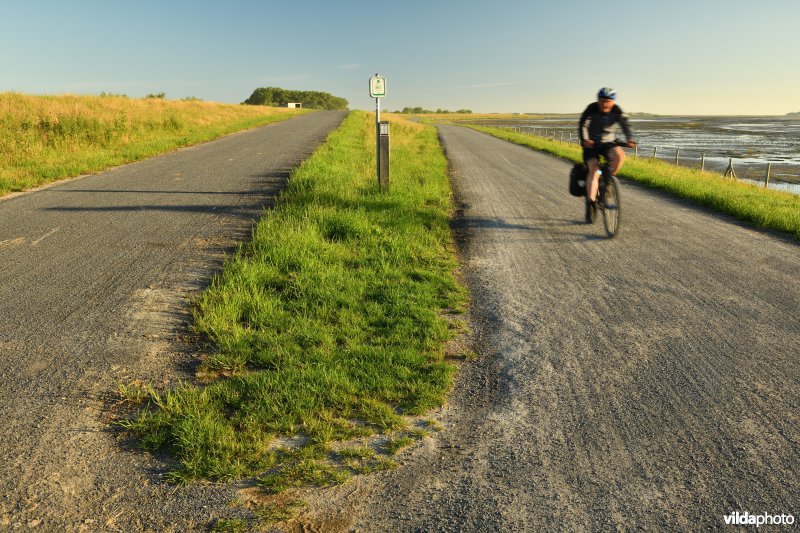 Fietser op de Zwindijk