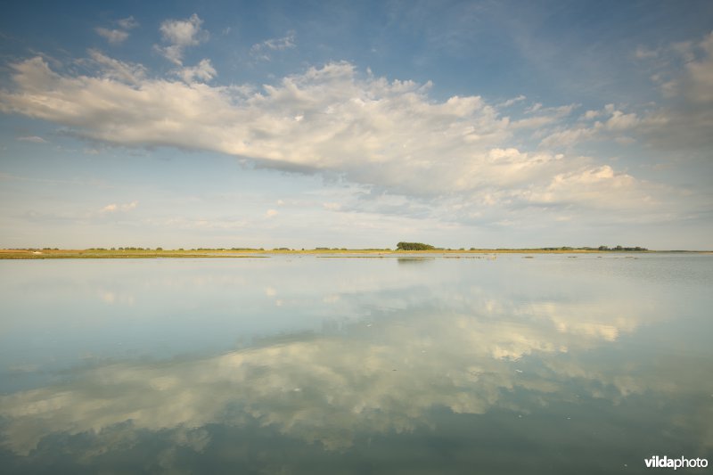 Zwinvlakte bij hoogtij