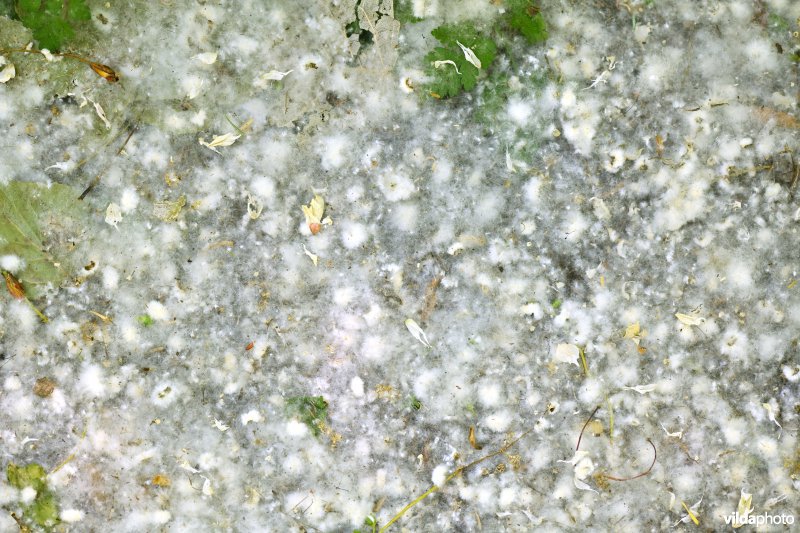 Pluizige zaadjes van populier