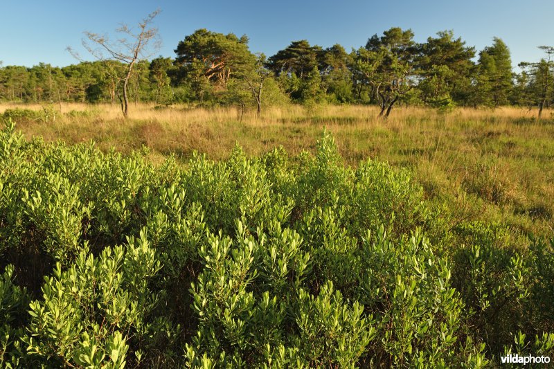Wilde gagel in het Buitengoor