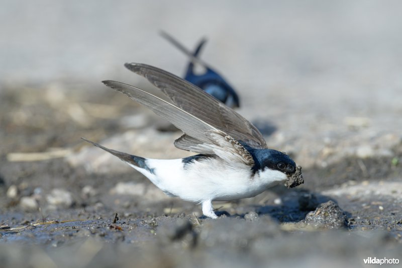 Huiszwaluw