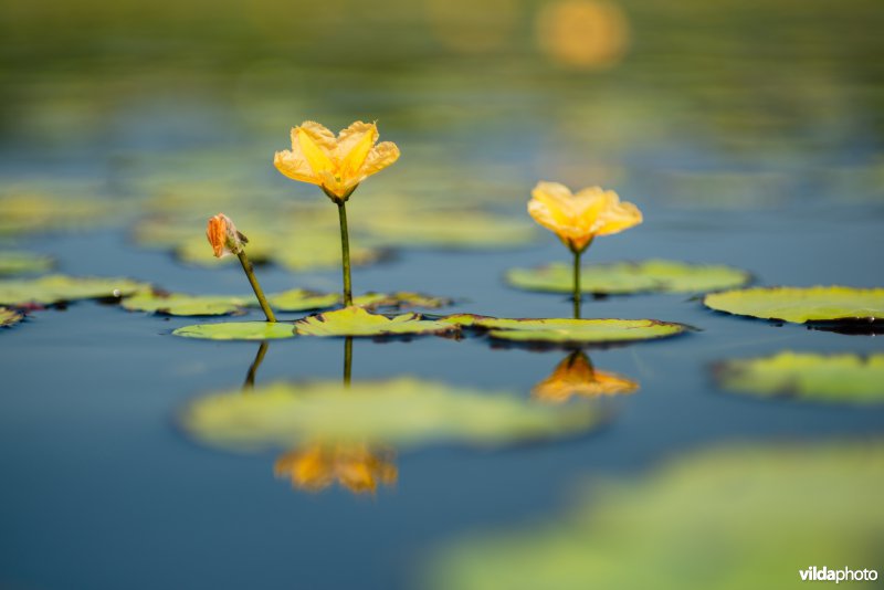 Bloeiende watergentiaan