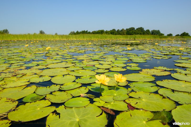 Bloeiende watergentiaan