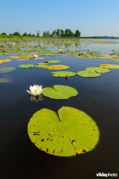 Bloeiende witte waterlelie