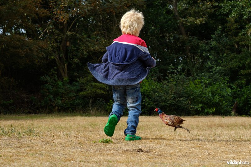 Fazant spurt weg voor jongen