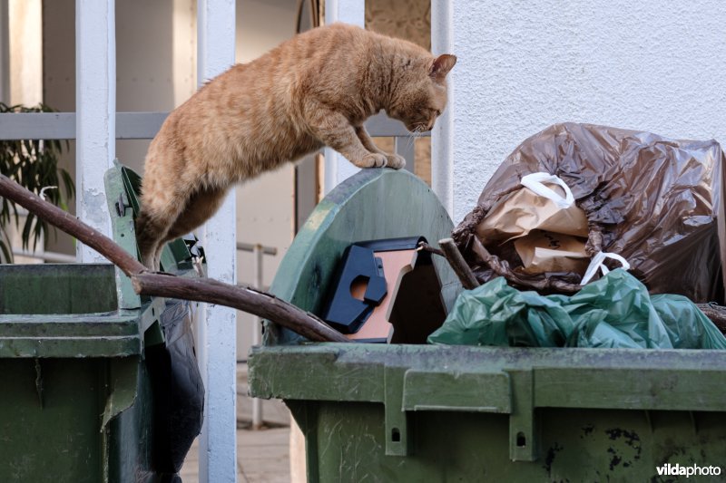 Een kat zoekt voedsel bij vuilbakken