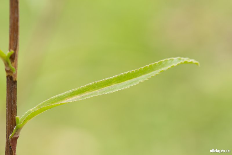 Blad van Wilde bertram