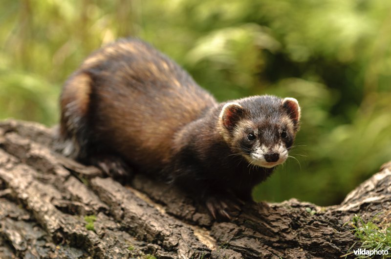 Portret van een bunzing op een dikke boomstam