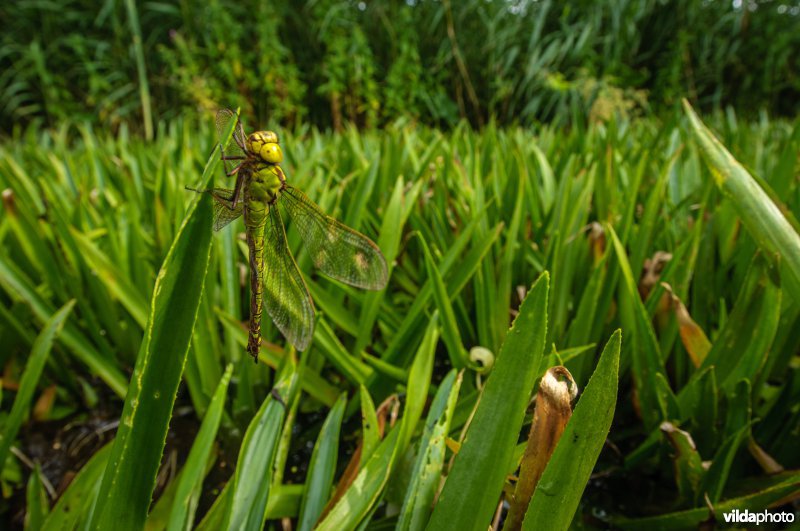 Portret van vrouwtje Groene Glazemaker tussen krabbenscheer