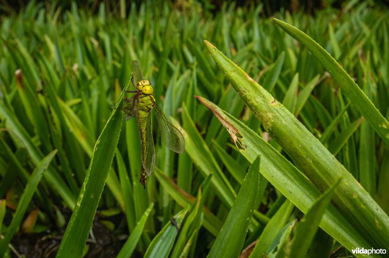 Portret van vrouwtje Groene Glazemaker tussen krabbenscheer