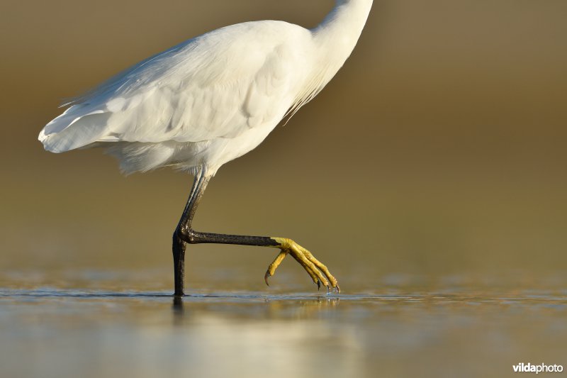 Kleine zilverreiger 