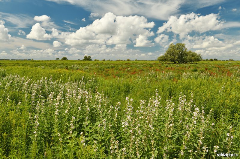 Heemst in de Tiengemeten 