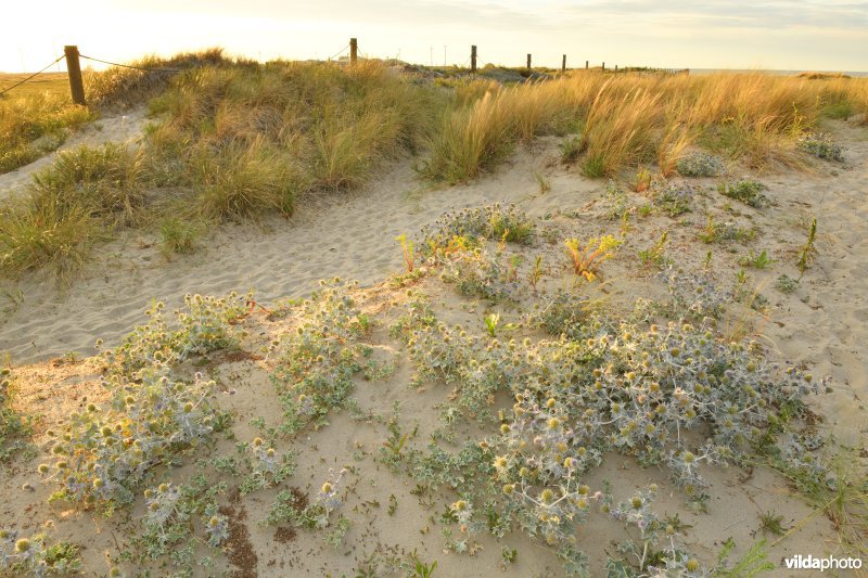 Natuurreservaat De Baai van Heist