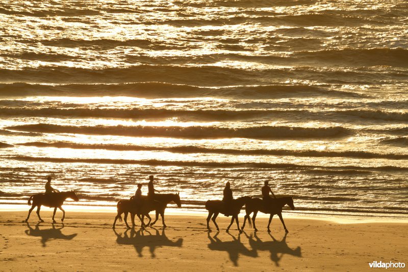 Paardrijden aan zee