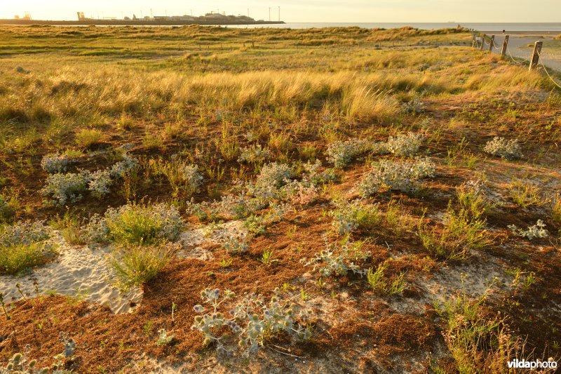 Natuurreservaat De Baai van Heist