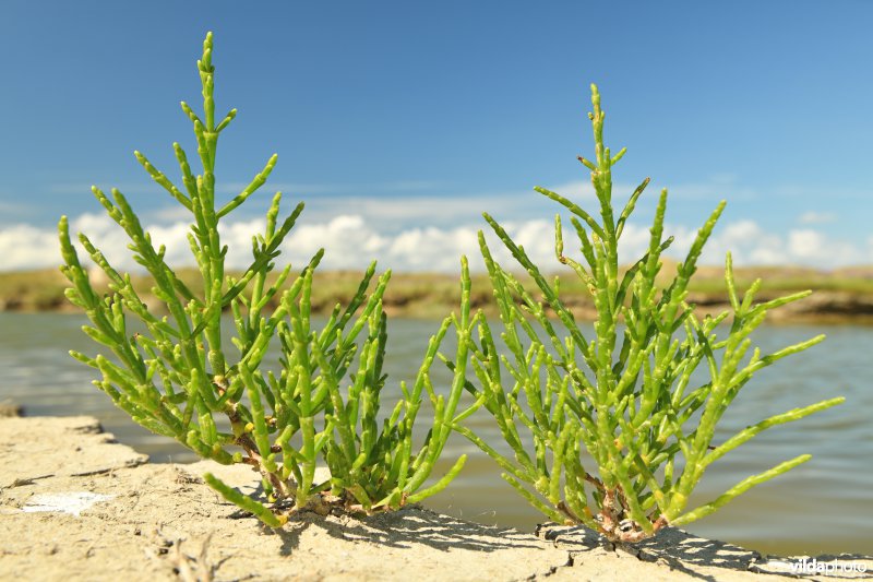 Zeekraal in het Zwin