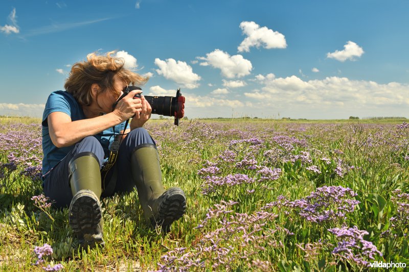 Natuurfotografe tussen de Lamsoor