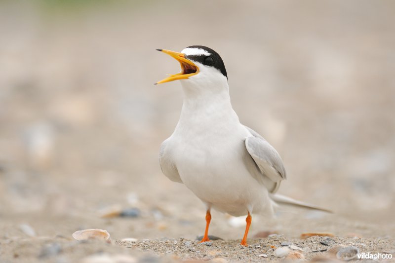 Krijsende Dwergstern