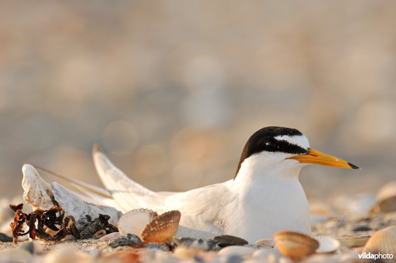 Dwergstern op nest