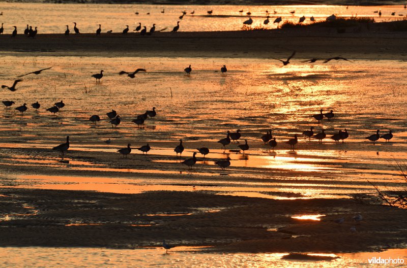 Brandganzen in het Zwin