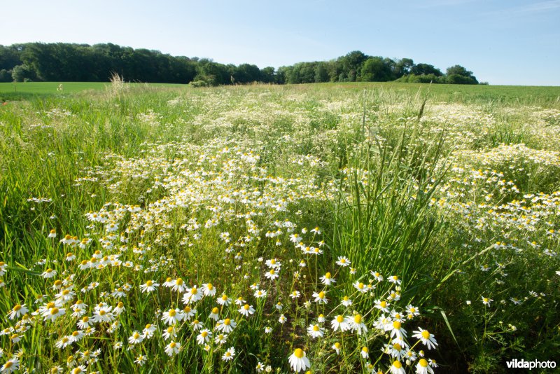 Akkerlandschap in Haspengouw, België