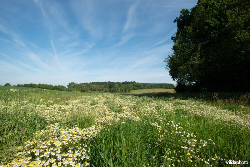 Akkerlandschap in Haspengouw, België