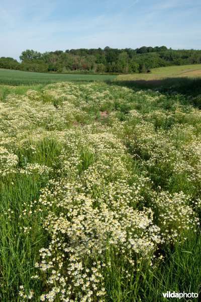 Akkerlandschap in Haspengouw, België