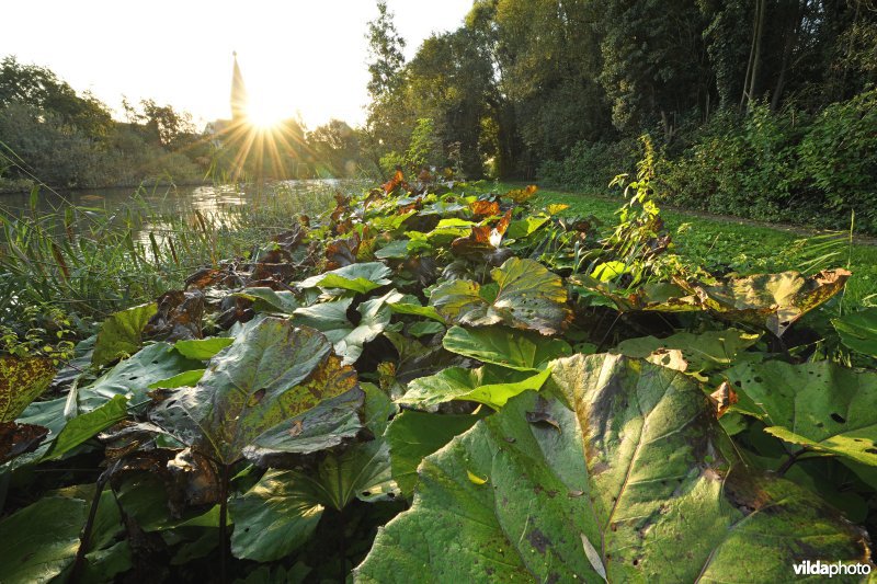 Oude Leie in Machelen