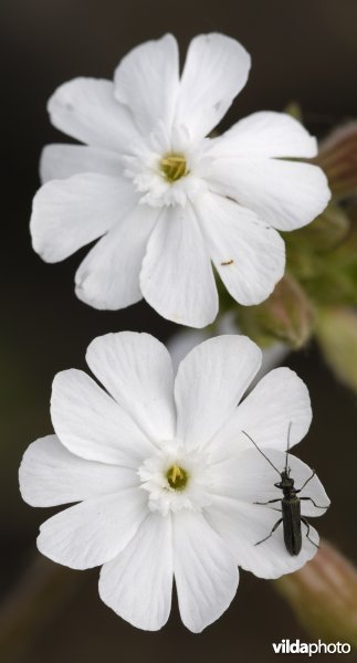 Avondkoekoeksbloem