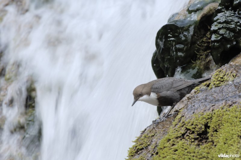 Waterspreeuw op waterval