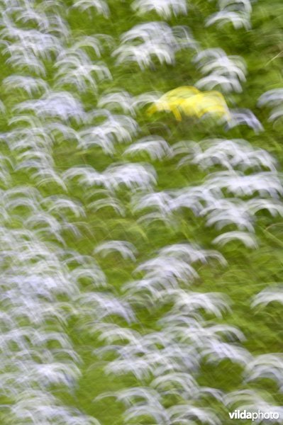 Maartse viooltjes en een slanke sleutelbloem