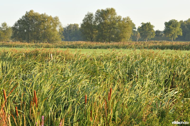 Langemeersen