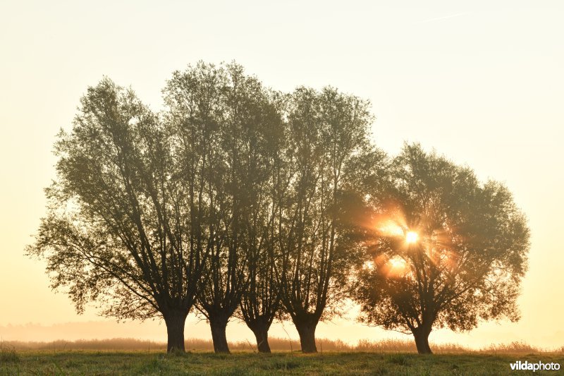 Knotwilgen in de Langemeersen