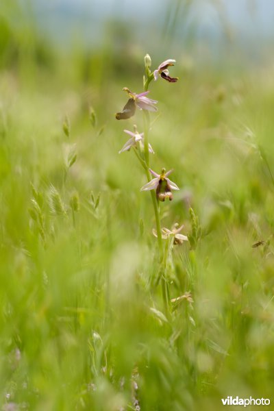 Bijenorchis