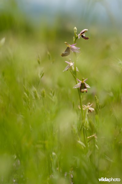 Bijenorchis