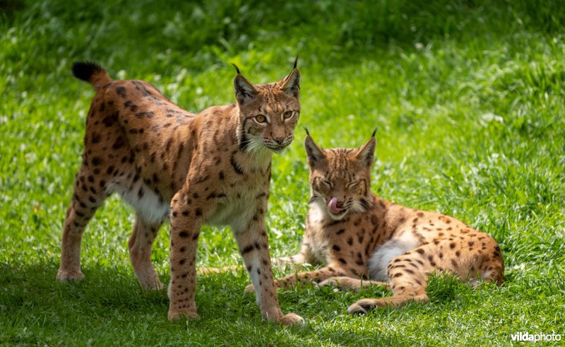 Euraziatische lynx