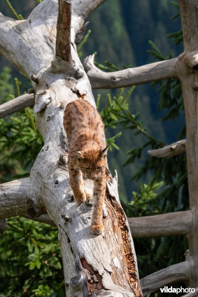 Euraziatische lynx