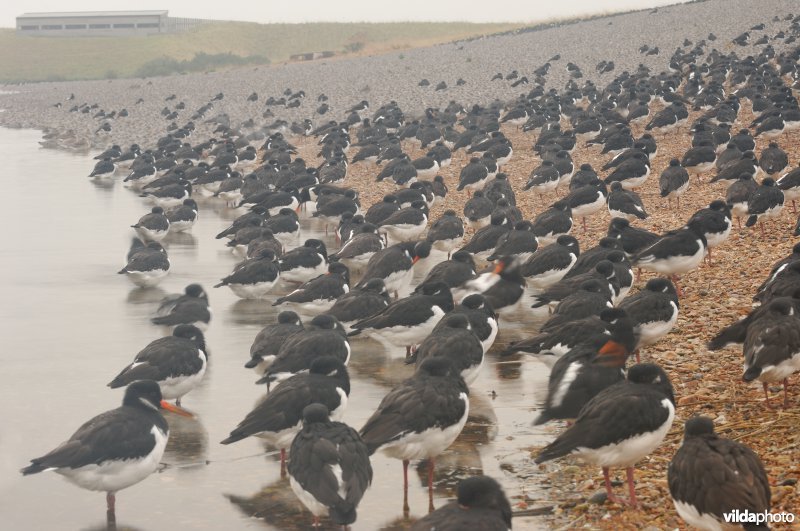 Scholeksters op hoogwatervluchtplaats