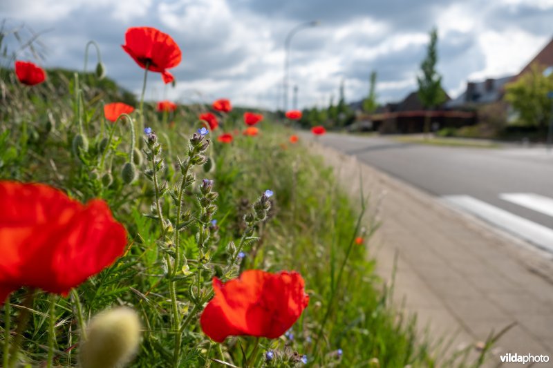 Bloemrijke akkerrand