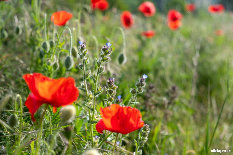 Bloemrijke akkerrand