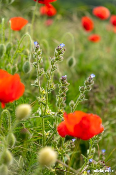 Bloemrijke akkerrand