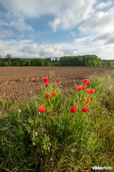 Bloemrijke akkerrand