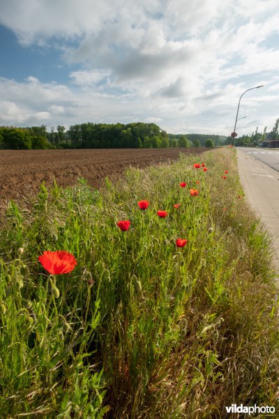 Bloemrijke akkerrand