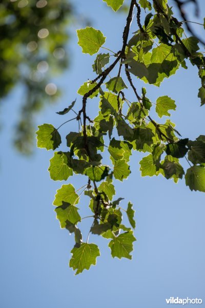 Witte abeel