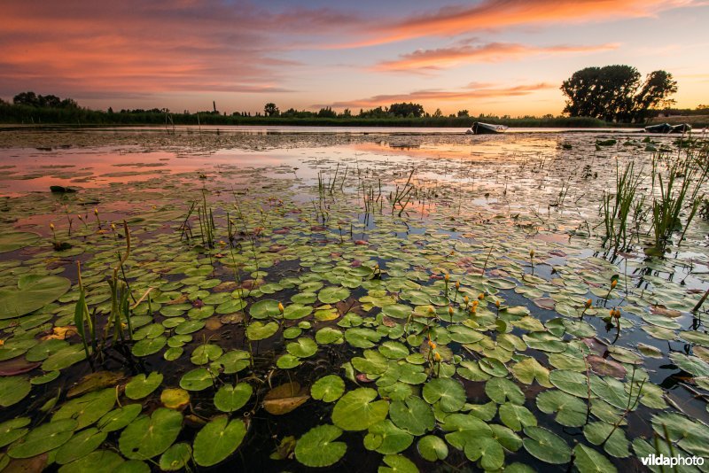 Plompebladeren in de uiterwaarden van de Waal