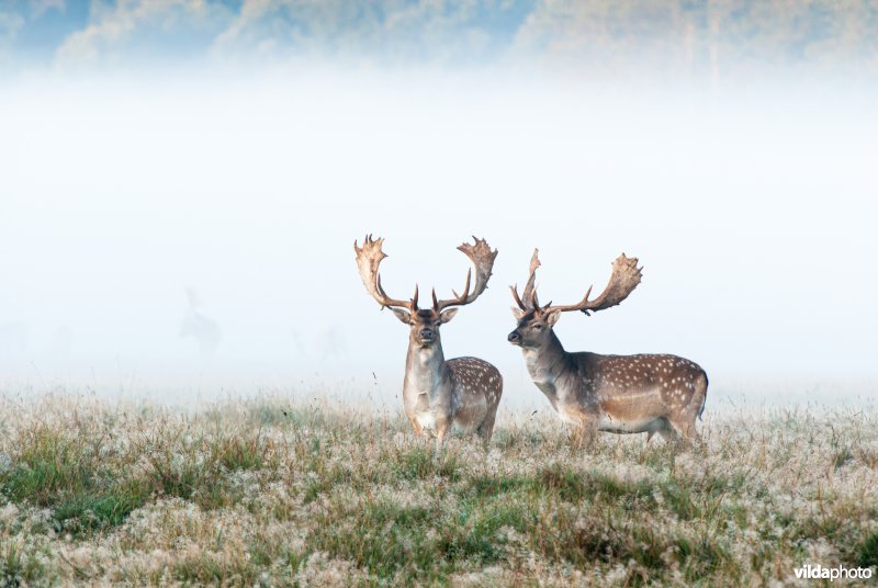 Damherten in de mist